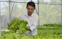 Bỏ chức Giám đốc một người Cà Mau về bỏ tiền tỷ trồng rau kiểu gì mà cứ cắt là siêu thị mua