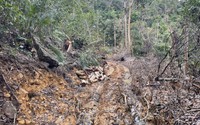 Vụ phá rừng nghiêm trọng ở Ninh Ích, tỉnh chỉ đạo xử lý nghiêm