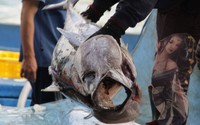 Cận cảnh ngư dân Bình Định bốc cá ngừ "khủng" từ hầm tàu lên bờ