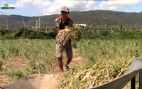 Tỏi Ninh Thuận mất mùa - mất giá, người trồng xót xa