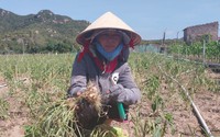 Sau phản ánh của Dân Việt, Chủ tịch tỉnh Ninh Thuận chỉ đạo kiểm tra để đảm bảo nông dân trồng tỏi hiệu quả