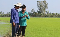 Thứ xưa toàn đốt bờ đốt bụi, nay nông dân Đồng Tháp biến thành phân bón, nhẹ tiền chi phí, khỏe cả người