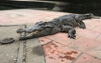 Đàn cá sấu tại công viên lớn nhất thành phố Vinh khiến người dân lo lắng