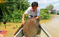 Dòng sông nào nổi tiếng ở An Giang, mùa nước nổi bỗng biến cánh đồng, vô số cá, tôm, ốc đồng?