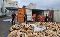 Nóng: Bắt giữ vụ buôn lậu ngà voi "khủng" nhất từ trước đến nay ở Việt Nam