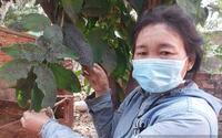 Sở TNMT báo cáo việc khắc phục “bão bụi” tại nhà máy đường ở Ninh Thuận