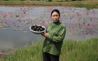 Ra ao thấy hoa súng nở tím, chị nông dân Gia Lai lội xuống mò, bất ngờ bắt được toàn ốc to bự