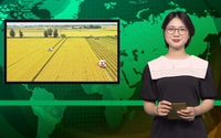 Bản tin Dân Việt Nóng 20/3: Sắp trình Chính phủ đề án 1 triệu hecta lúa ở ĐBSCL