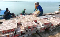 Dân Hà Tĩnh cứ ra biển giăng lưới là trúng một loài cá giàu đạm, thơm ngon, mà toàn con to
