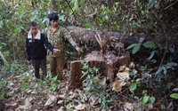 Đã xác định 5 đối tượng liên quan vụ chặt phá trái phép 23 cây gỗ rừng ở Gia Lai