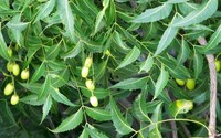 Kể chuyện làng: Lá sầu đâu, nỗi nhớ nhung quê nhà