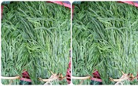 Ngon sạch lạ loại rau rừng chỉ có ở vùng núi cao được ví như "nhân sâm quý", có tiền cũng khó mua