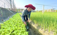 Video: Dân vùng lũ Quảng Bình trồng vườn rau xanh mướt đẹp như phim hút du khách trải nghiệm
