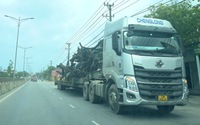 Quảng Bình: Xử phạt tài xế xe đầu kéo chở cây "quái thú" chạy ngược chiều trên quốc lộ