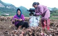 Thứ cây ở Cao Bằng tốt um, cuối năm tàn tạ, nhổ lên đống củ ngon bậc nhất cả nước, tốt cho tim mạch