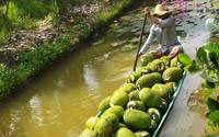 Giá mít Thái hôm nay 22/3: Giá mít tăng tiếp tục, một cuống mít để 2 trái được không?