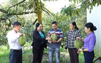 Trao vốn Quỹ HTND giúp nông dân Cần Thơ trồng cây ăn trái, có nông dân trồng sầu riêng nghịch vụ thu tiền tỷ