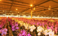Phương pháp trồng và xử lý hoa tulip trong nhà kính hiện đại