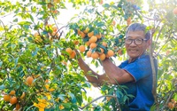 Nông sản Việt Nam gắn mác ngoại: Nhìn từ câu chuyện quả thanh trà