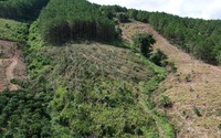 Lâm Đồng: 12 người bị phạt hơn 1 tỷ đồng do chiếm hơn 15ha đất rừng sản xuất để trồng mai anh đào, trồng ngô