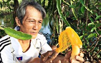 Một ông nông dân Cà Mau trồng thành công nấm nữ hoàng trông lạ mắt, nhiều người muốn xem