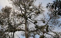 Sầu riêng là "cây tiền tỷ", nhưng ngành chức năng Tiền Giang khuyến cáo "nóng" điều này