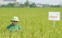 Vì sao Thái Bình được mệnh danh là vùng đất của những giống lúa đặc sản?