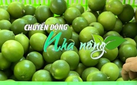 Chuyển động Nhà nông 26/3: Chanh Việt Nam được ví như “vàng xanh” ở New Zealand