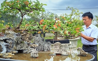 Trồng thứ cây cảnh biểu tượng hôn nhân hạnh phúc ở Nam Định, gặp khách "bồ kết" bán chỉ có lãi to