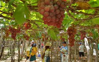 Ninh Thuận mở lễ hội lớn tôn vinh cây nho