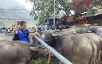 Vì sao trâu bò mất giá khiến một cái chợ nổi tiếng ở Bắc Kạn vắng đi một nửa, dân kêu buồn lắm?