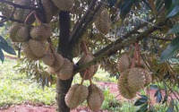 Chi hội trưởng nông dân ở Đắk Nông thu 1,5 tỷ/năm nhờ bán 10 tấn sầu riêng, 3 tấn vú sữa, 50 tấn cà phê