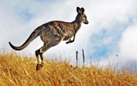 Australia cho phép thợ săn giết hàng triệu con kangaroo hàng năm