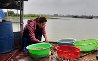 Dòng sông Hồng mùa này dân Hưng Yên ra săn loài côn trùng làm đặc sản, nghe tên vật vờ thấy bất ngờ