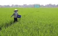 Hội Nông dân Phú Thọ phối hợp cung ứng gần 6.500 tấn phân bón trả chậm cho nông dân