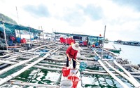 Ở một đảo của Kiên Giang, cá mú trân trâu, cá mú sao, cá bớp tăng giá gấp đôi, nhà nào xúc bán là trúng