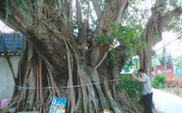 Một cây cổ thụ phô dáng kỳ, cổ, quái đứng bên miếu cổ ở Long An, căng dây đo gốc được 10m
