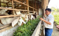 Tham gia Tổ hợp tác nuôi dê, nông dân xã vùng sâu thuộc huyện Phú Tân ở An Giang ai cũng khá giả