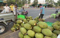 Giá mít Thái hôm nay 29/3: Giá mít neo ở mức cao, giá cây giống mít Thái tăng liên tục