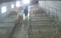 Giá lợn hơi giảm, giá thức ăn tăng cao, người chăn nuôi lợn ở Thanh Hóa lỗ chồng lỗ