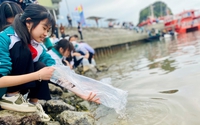 Quảng Ninh: Thả 2,3 triệu con giống cá vược, cá giò, cá song ra biển Vân Đồn