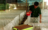 Nuôi con 7 lần lột xác, lúc bán mập ú nu, nông dân Bà Rịa - Vũng Tàu thu 300 triệu/năm dễ như bóc kẹo