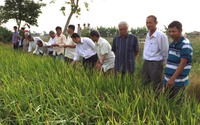"Rót" 12.000 tỷ đồng trồng 1 triệu hecta lúa chất lượng cao 