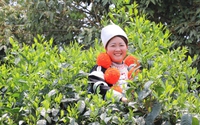 Hà Giang: Bảo hộ quyền sở hữu trí tuệ các đặc sản địa phương, tăng sức cạnh tranh cho nông sản
