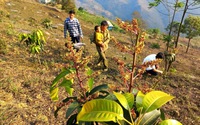 Người dân vùng biên thoát nghèo nhờ được tặng cây giống 