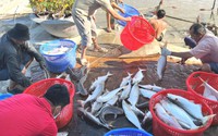 Nuôi loài cá đặc sản thịt thơm mùi lá dứa, nông dân vùng Cần Giờ ở TP HCM nhà nào cũng giàu to