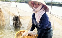 Một xã của tỉnh Hải Dương nuôi loài cá được coi như thần dược, rất tốt cho các bệnh của phụ nữ