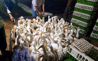 Giá gia cầm hôm nay 1/4: Vịt thịt đắt hàng, vì sao lái cảnh báo khách không nên mua hàng giá rẻ?