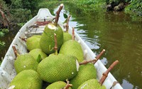Giá mít Thái hôm nay 1/4: Mít nứt mầu ra sao bị vựa chê, không mua?