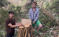 Tạm giữ hình sự 6 đối tượng vụ phá gần 1ha rừng, UBND tỉnh chỉ đạo điều tra, xử lý nghiêm